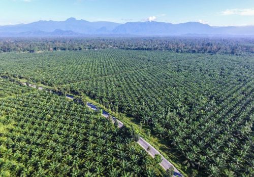 สวนปาล์ม ไร่ KP Valley