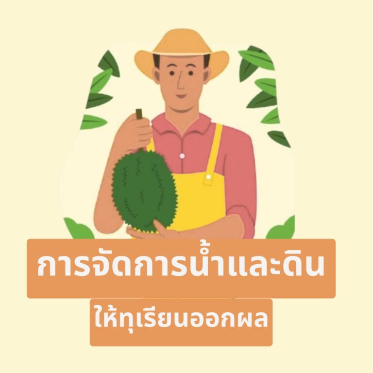 การปลูกทุเรียนให้ได้ผล