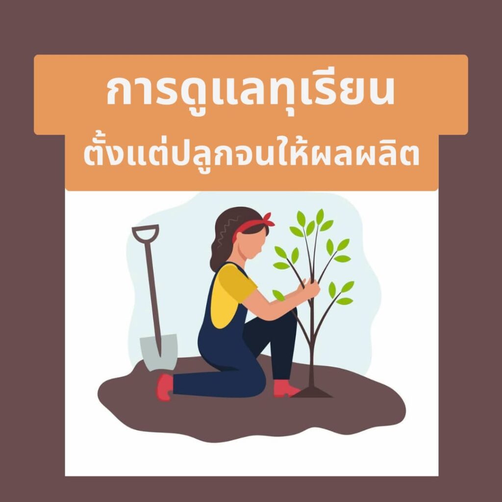 การดูแลทุเรียน