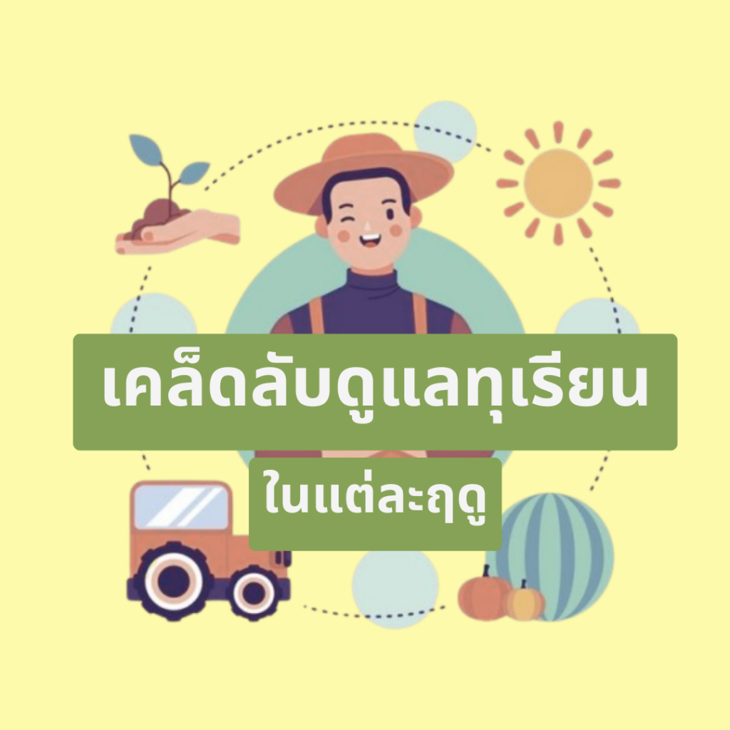 การดูแลสวนทุเรียน ตามฤดูกาล