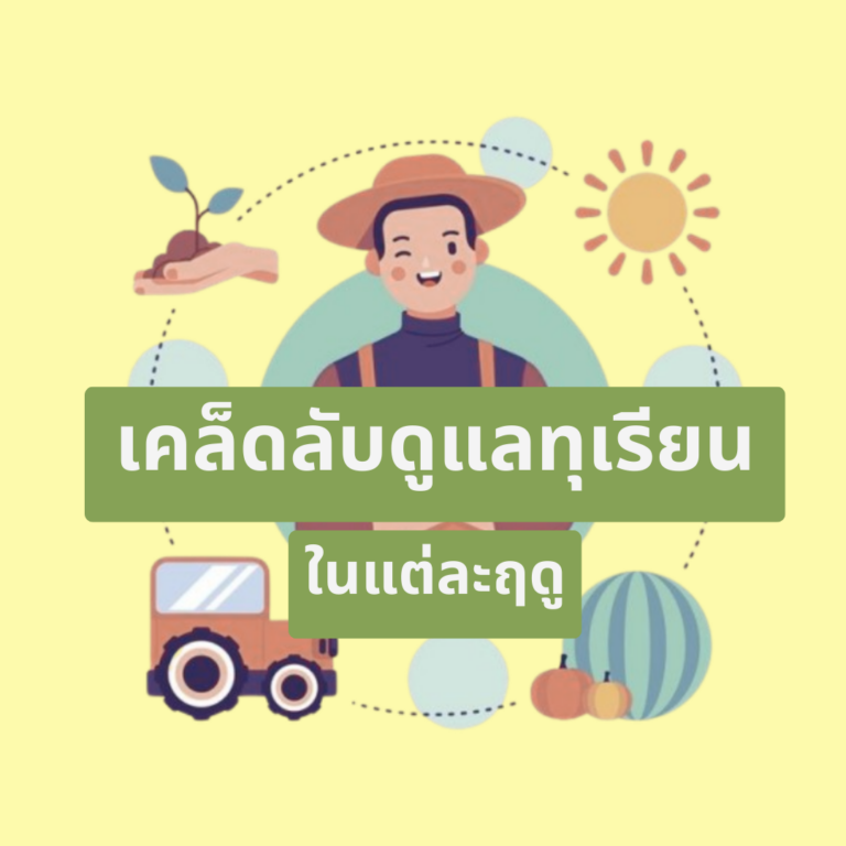 การดูแลสวนทุเรียน ตามฤดูกาล