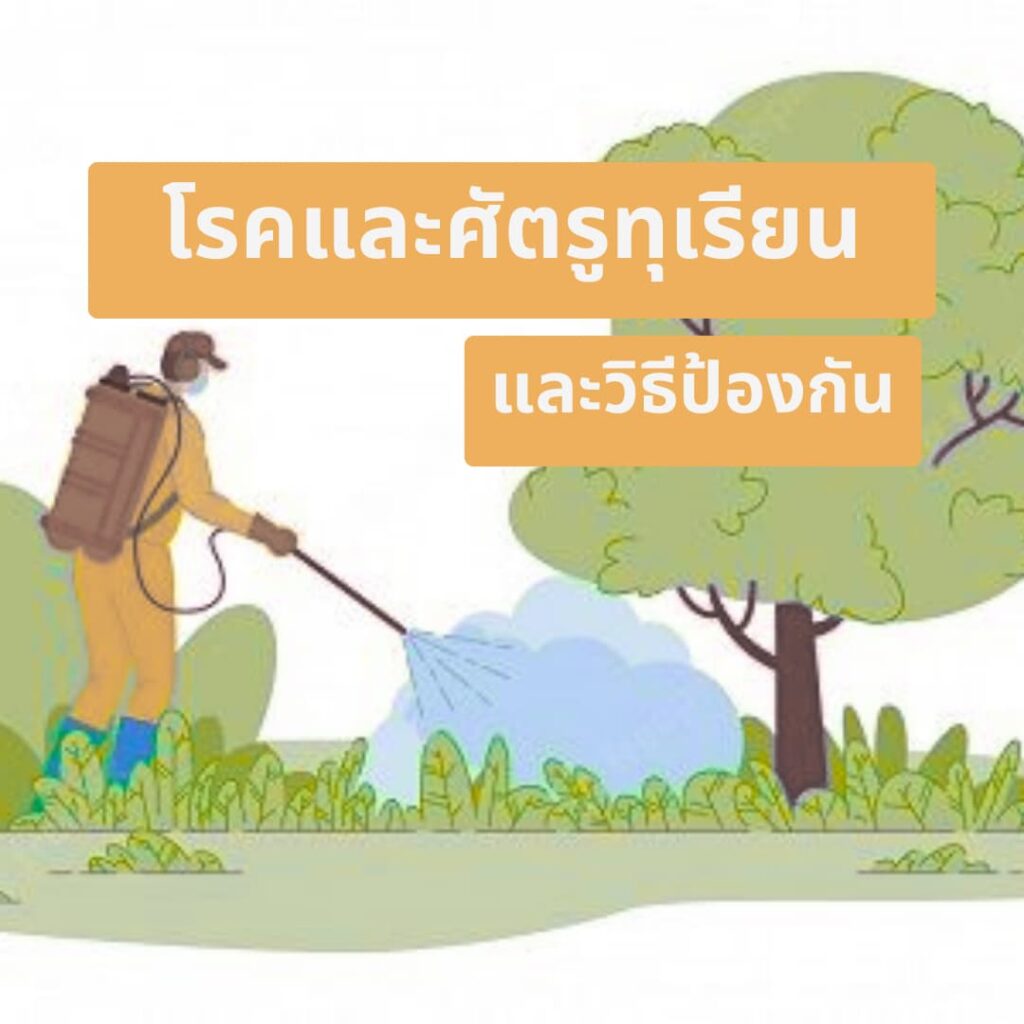 โรคทุเรียน