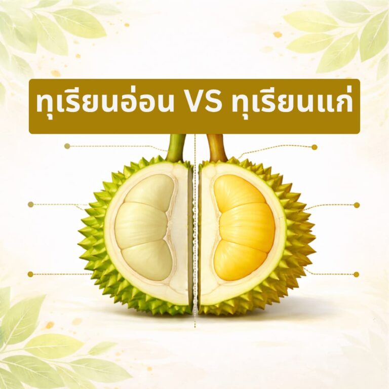 วิธีดูทุเรียนแก่