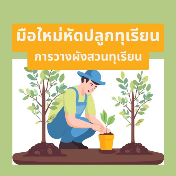 มือใหม่หัดปลูกทุเรียน การวางผังสวนทุเรียน