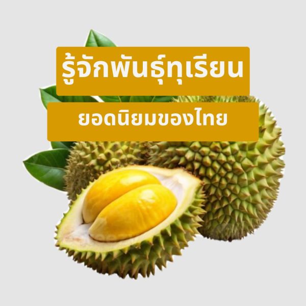 สายพันธุ์ทุเรียน