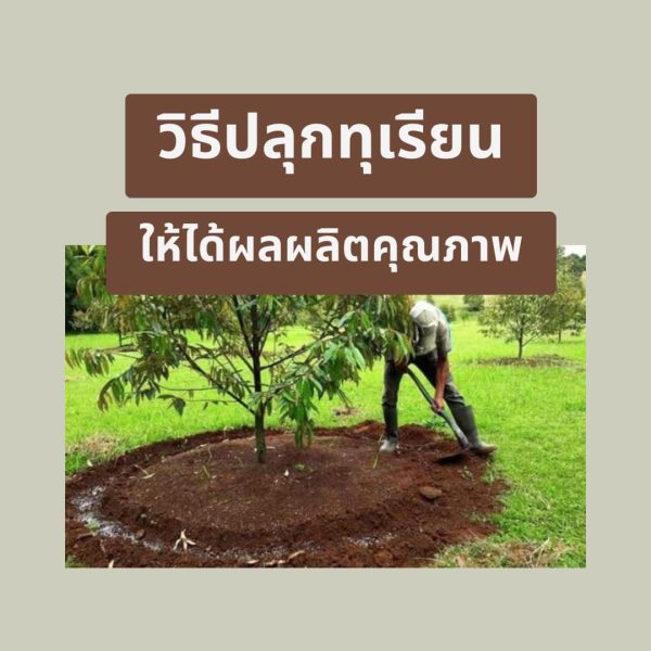 วิธีปลูกทุเรียน featured image