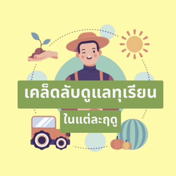 การดูแลสวนทุเรียน ตามฤดูกาล