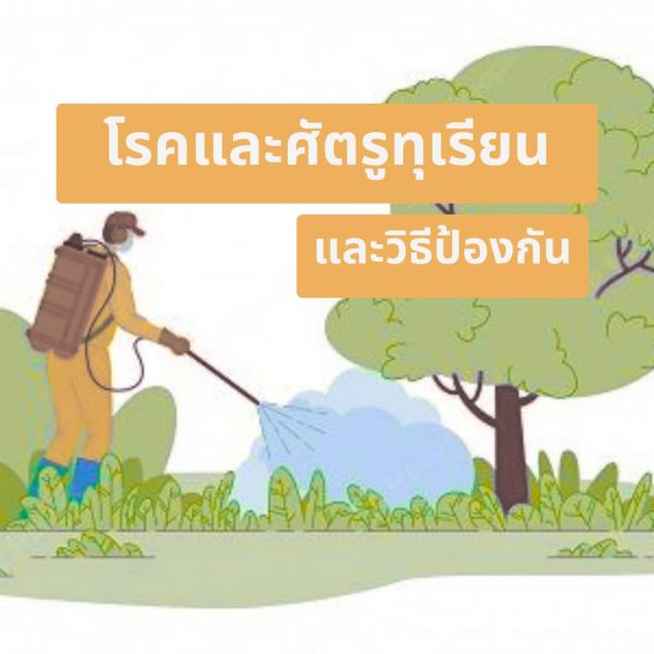 โรคทุเรียน