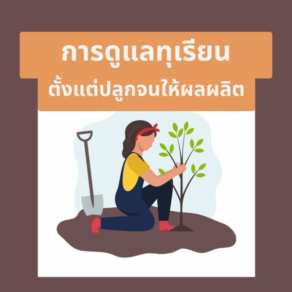 การดูแลทุเรียน