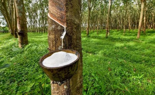 ยางพารา